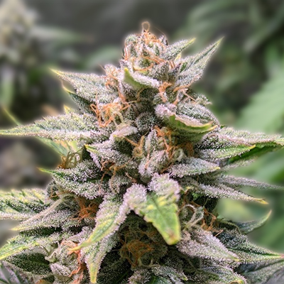 Exploring the Future 1 Strain A New Era in Cannabis Cultivation Exploring the Future 1 Strain A New Era in Cannabis Cultivation