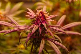 Exploring the Future 1 Strain A New Era in Cannabis Cultivation Exploring the Future 1 Strain A New Era in Cannabis Cultivation